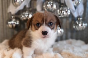 Foster - Corgi, Pembroke Welsh for sale