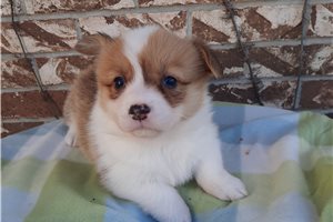 Daria - Corgi, Pembroke Welsh for sale