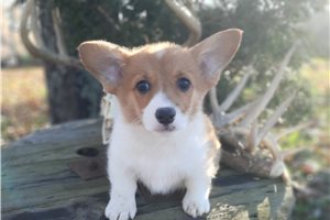 Merry - Corgi, Pembroke Welsh for sale