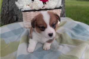 Franklin - puppy for sale