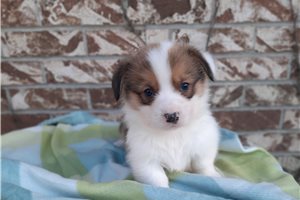 Donovan - Pembroke Welsh Corgi for sale