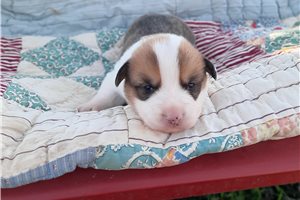 Donovan - Corgi, Pembroke Welsh for sale