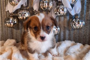 Finley - Corgi, Pembroke Welsh for sale