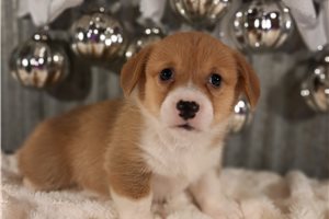 Felicity - Corgi, Pembroke Welsh for sale