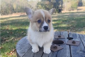 Madden - Pembroke Welsh Corgi for sale