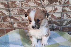 Damien - Corgi, Pembroke Welsh for sale