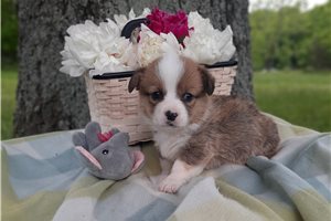 Fern - puppy for sale