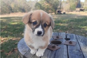 Mandy6girl - puppy for sale