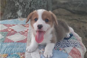 Luca - puppy for sale