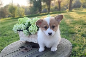 Daria - Pembroke Welsh Corgi for sale