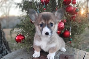 Sycamore - Corgi, Pembroke Welsh for sale