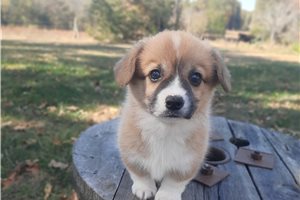 Maggie - Pembroke Welsh Corgi for sale