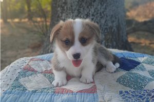 Lester - puppy for sale