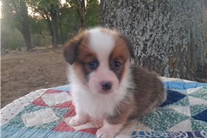 Louisa - puppy for sale