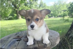 Ferris - Corgi, Pembroke Welsh for sale