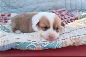 Daria - puppy for sale