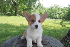 Elias - Corgi, Pembroke Welsh for sale