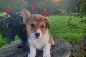 Ferris - Corgi, Pembroke Welsh for sale