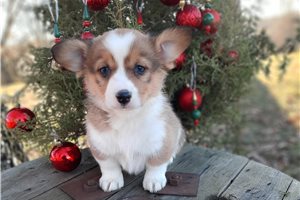 Stark - Corgi, Pembroke Welsh for sale