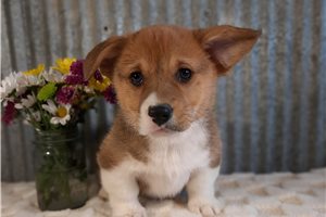 Franklin - Corgi, Pembroke Welsh for sale