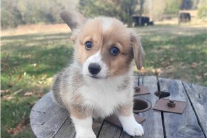 Marlena - Pembroke Welsh Corgi for sale
