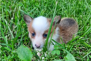 Felix | Puppies For Sale at Pawrade