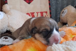 Phoenix - puppy for sale