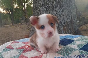 Lynette - Pembroke Welsh Corgi for sale