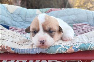 Daisy - Corgi, Pembroke Welsh for sale