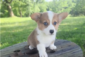 Franklin - Corgi, Pembroke Welsh for sale