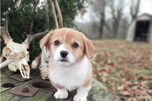 Midas - puppy for sale