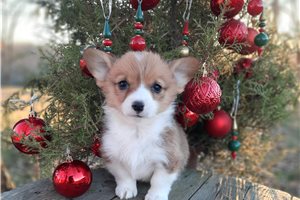 Sebastian - Corgi, Pembroke Welsh for sale