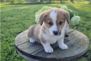 Damien - Corgi, Pembroke Welsh for sale