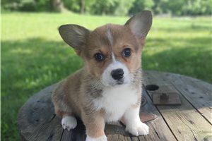 Flicka - Corgi, Pembroke Welsh for sale