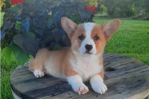 Fern - Corgi, Pembroke Welsh for sale