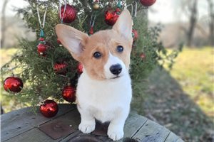 Margo - Corgi, Pembroke Welsh for sale