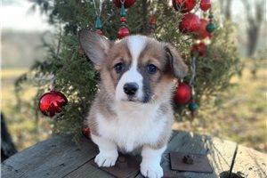 Silas - Corgi, Pembroke Welsh for sale