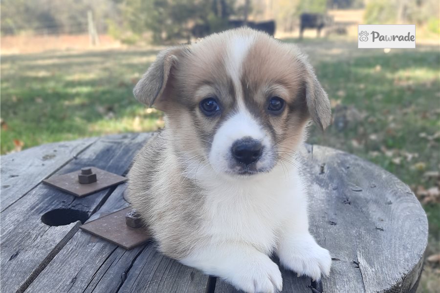 Marlin - Pembroke Welsh Corgi for sale