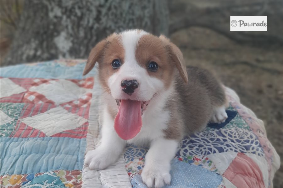 Luca - Pembroke Welsh Corgi for sale