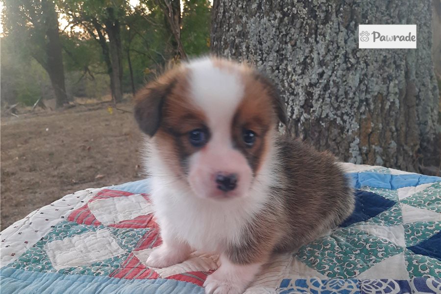 Louisa, female Pembroke Welsh Corgi puppy for sale