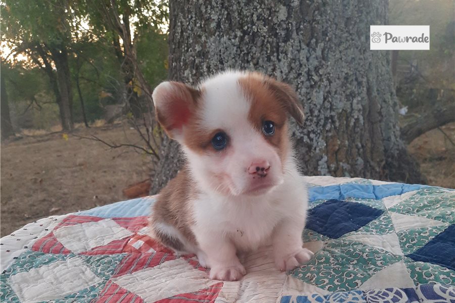 Lynette, female Pembroke Welsh Corgi puppy for sale