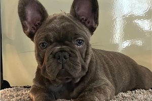 Irene - French Bulldog for sale