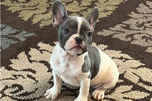 Kayla - French Bulldog for sale