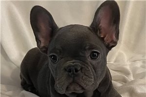 Kenya - puppy for sale