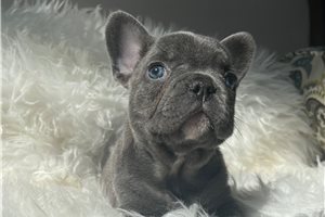 Ignacio - French Bulldog for sale