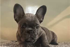 Iliana - French Bulldog for sale