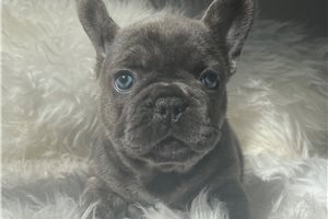 Irene - puppy for sale