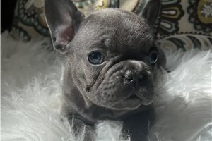 Ivanna - puppy for sale
