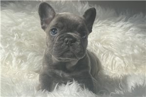 Iliana - puppy for sale