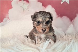 Annabelle - Mixed/Other for sale